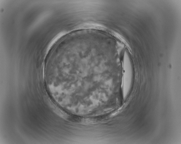 X0000081451275200701261903