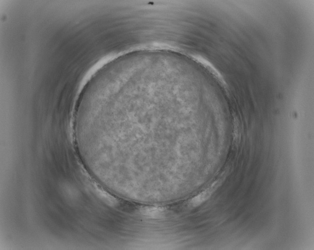 X0000081451278200701261903