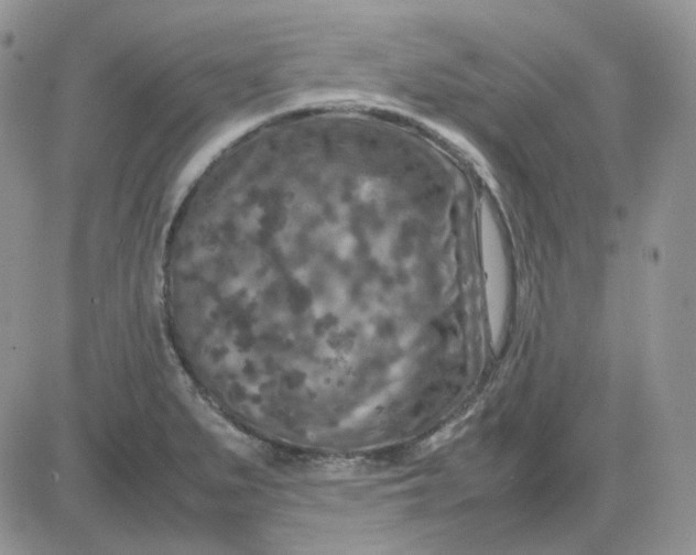 X0000081451279200701261903