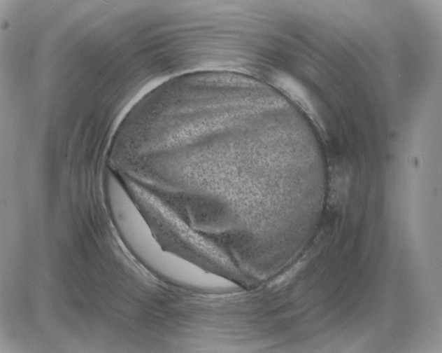 X0000081451284200701261903