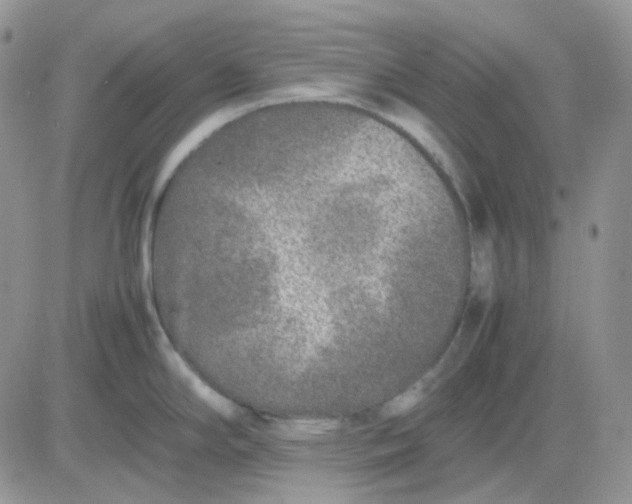 X0000081451294200701261903