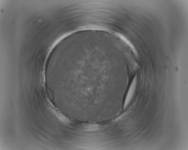 X0000081451372200701261902