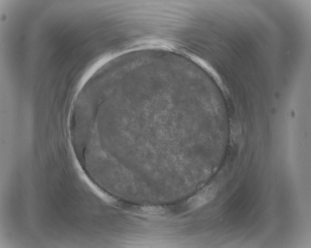 X0000081451383200701261902