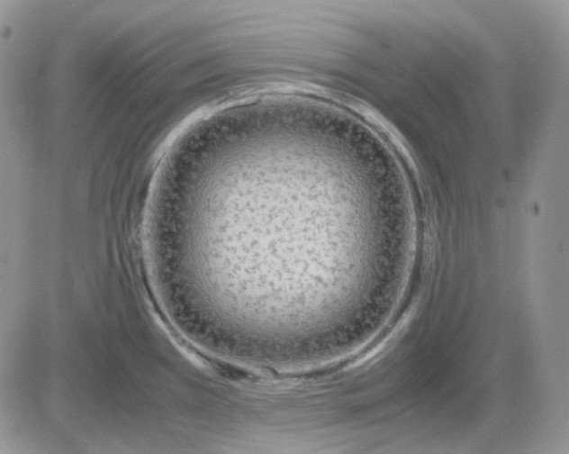 X0000081451385200701261902