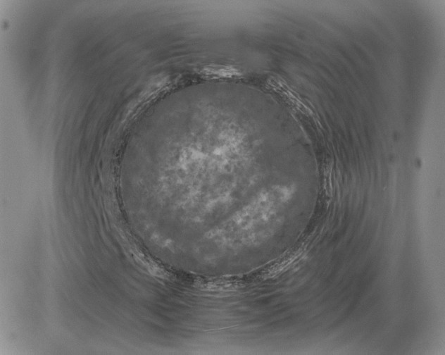 X0000081451393200701261901