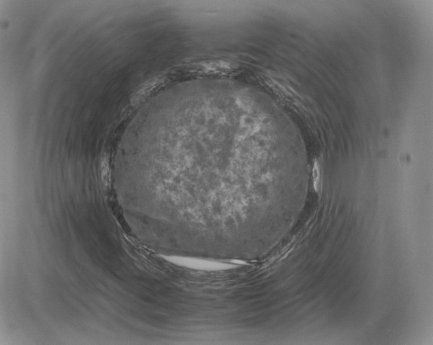 X0000081451395200701261901