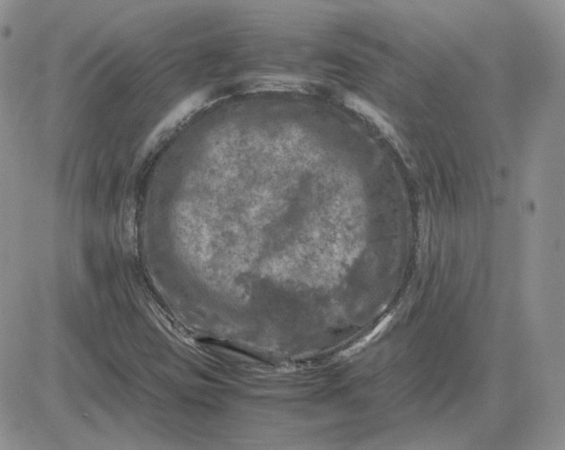 X0000081451403200701261901