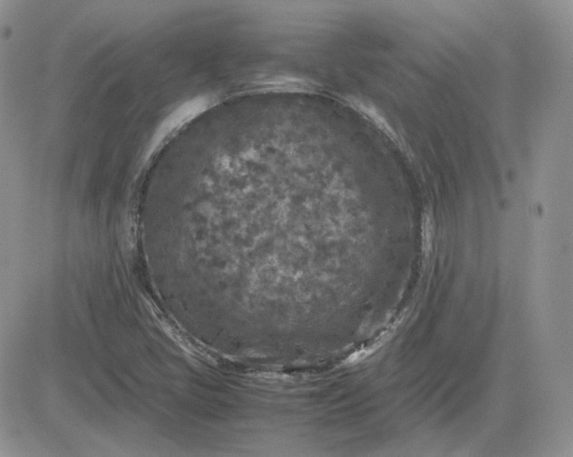 X0000081451405200701261901