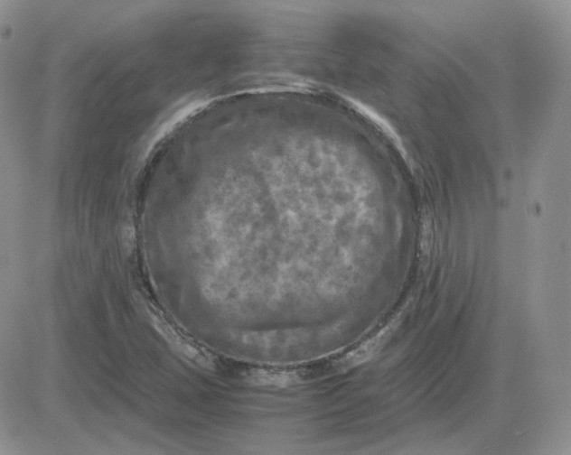 X0000081451407200701261901