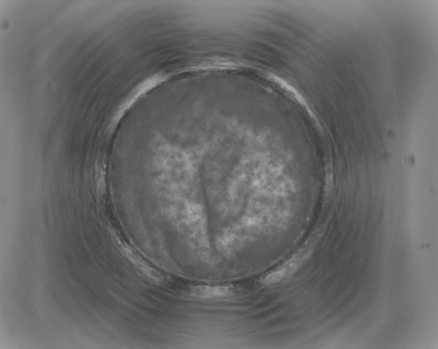 X0000081451409200701261901