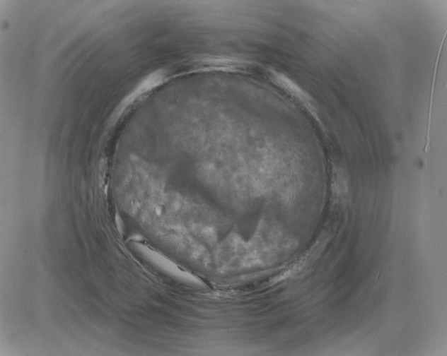 X0000081451411200701261901