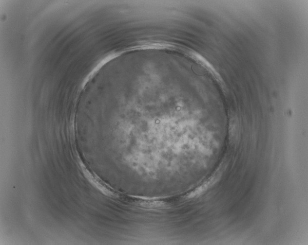 X0000081451417200701261901