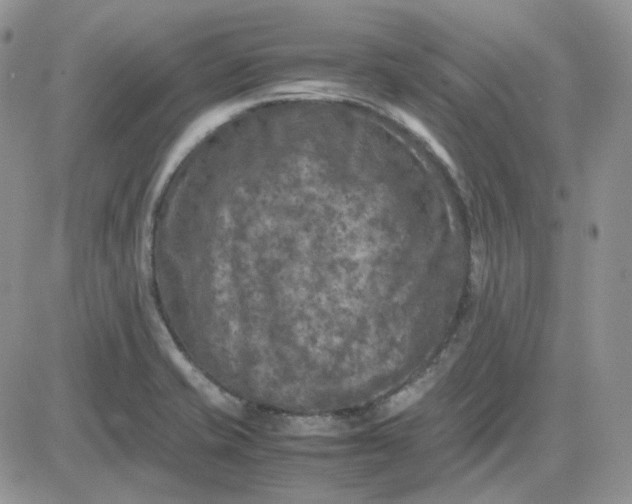 X0000081451421200701261901