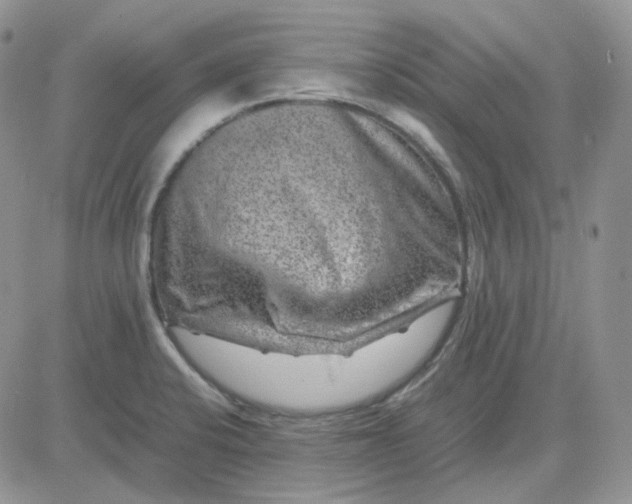 X0000081451424200701261901