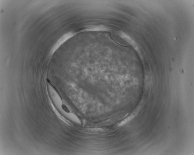 X0000081451425200701261901