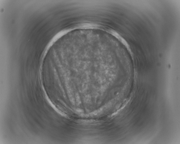 X0000081451429200701261901