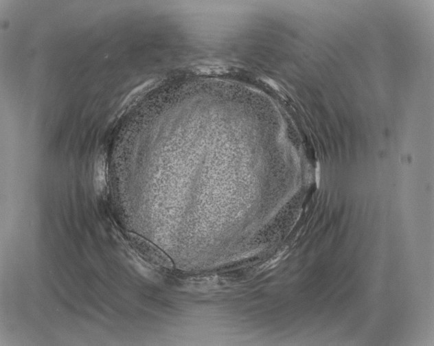 X0000081451444200701261901