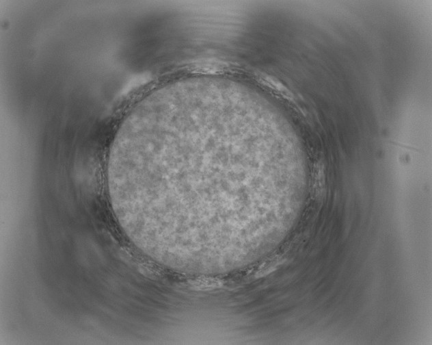 X0000081451446200701261901