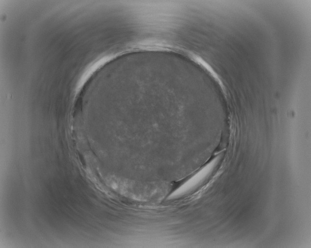 X0000081451461200701261900