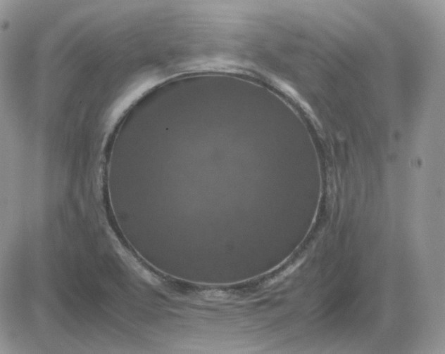 X0000081451463200701261900