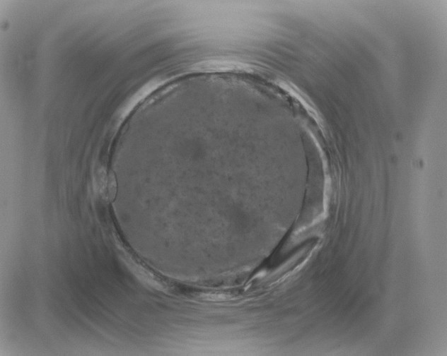 X0000081451465200701261900