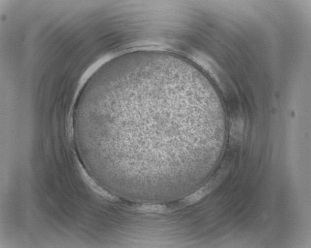 X0000081451466200701261900