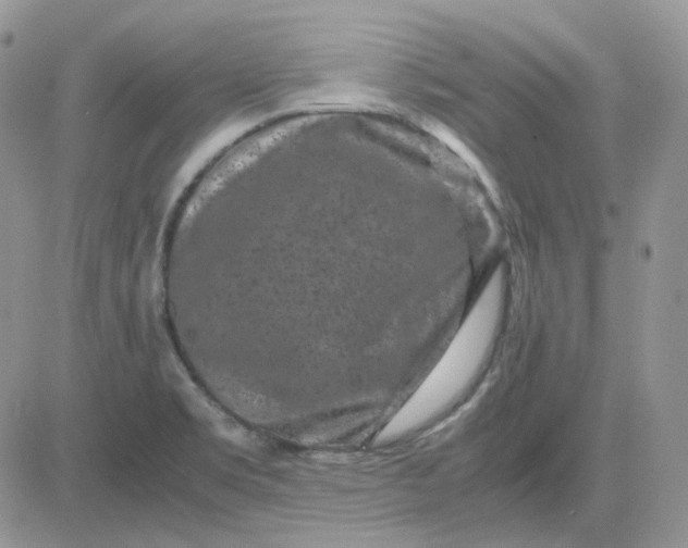 X0000081451469200701261900