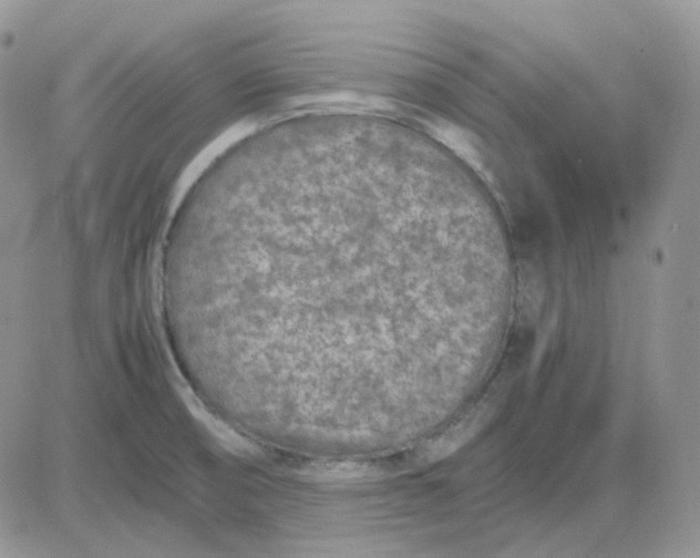 X0000081451474200701261900