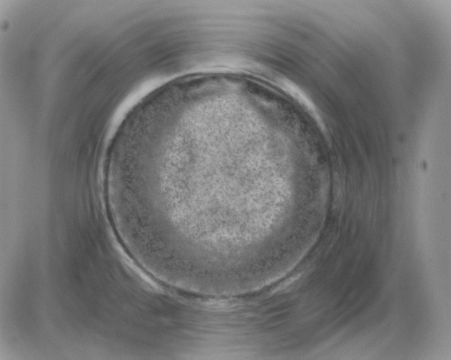 X0000081451480200701261900