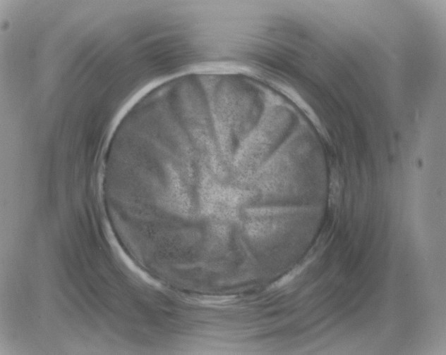 X0000081451484200701261900