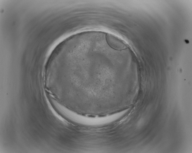 X0000081451519200701261900