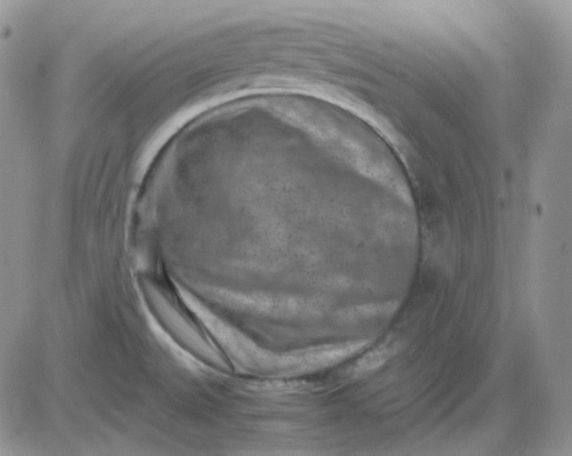 X0000081451527200701261900