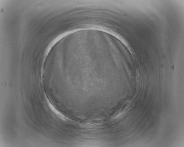 X0000081451535200701261900