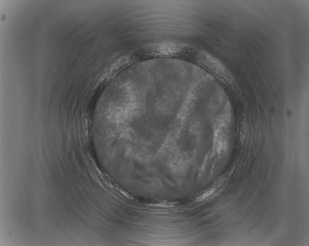 X0000081450366200702021748