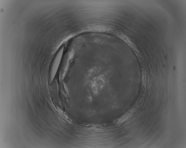 X0000081450434200702021746