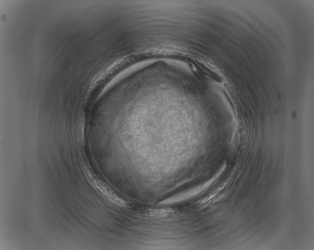 X0000081450446200702021746