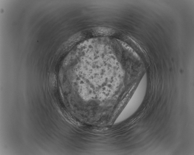 X0000081450459200702021746