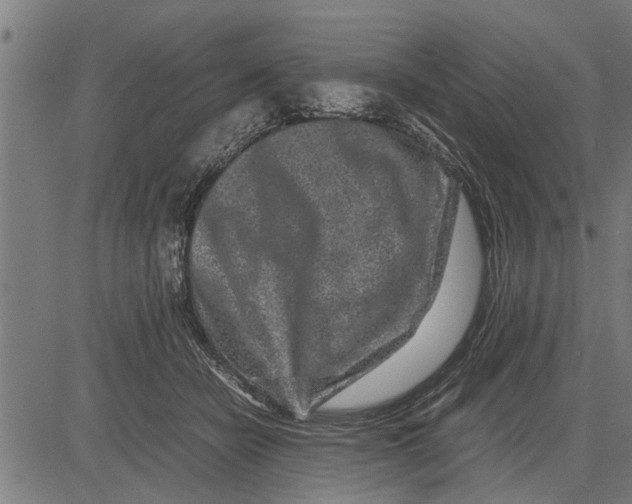 X0000081450462200702021747