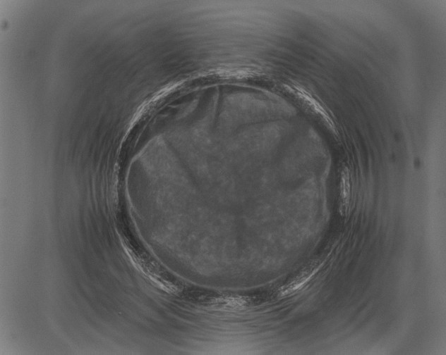 X0000081450492200702021746