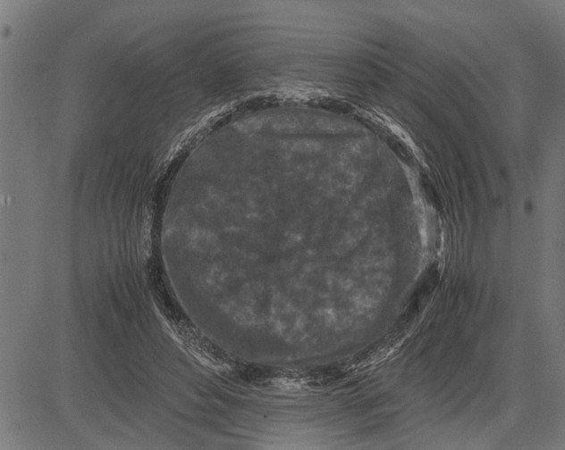 X0000081450496200702021746