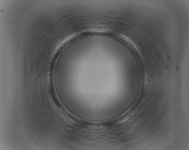 X0000081450535200702021745