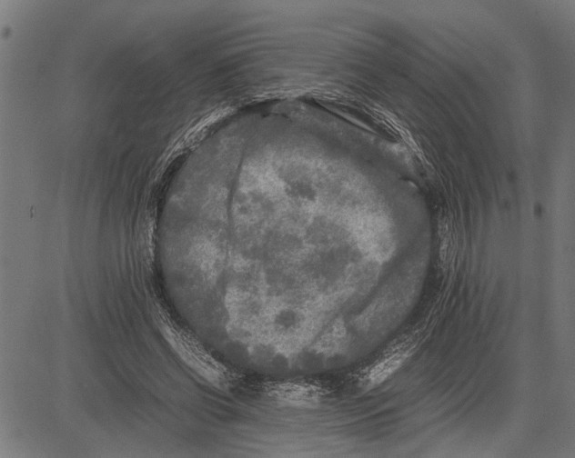 X0000081450542200702021745