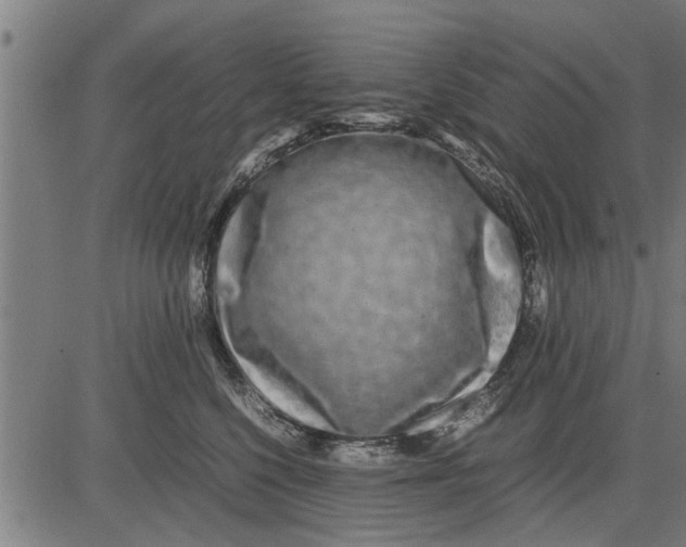 X0000081450568200702021745