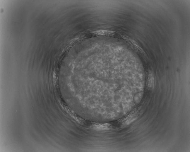 X0000081450569200702021745