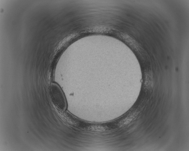 X0000081450636200702021743