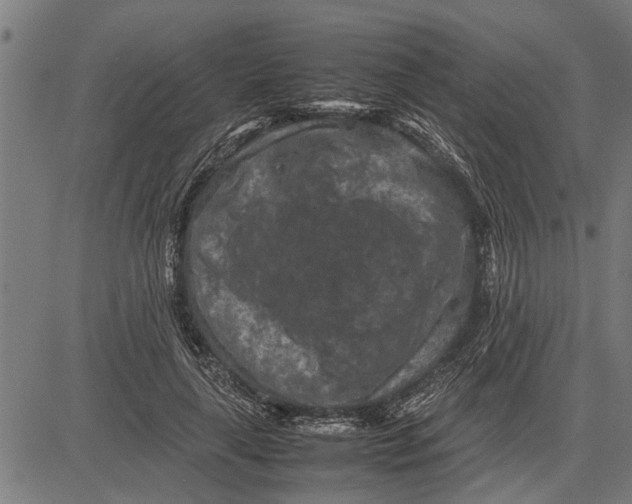 X0000081450643200702021743