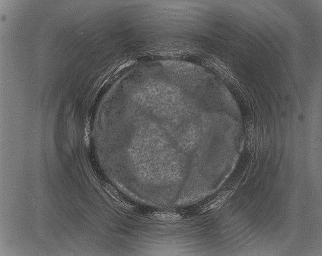 X0000081450644200702021743