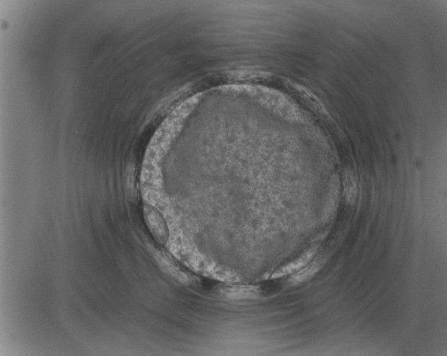 X0000081450670200702021744