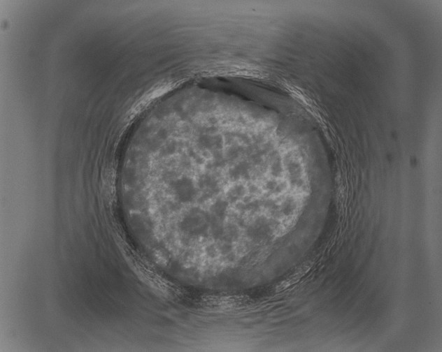 X0000081450679200702021743