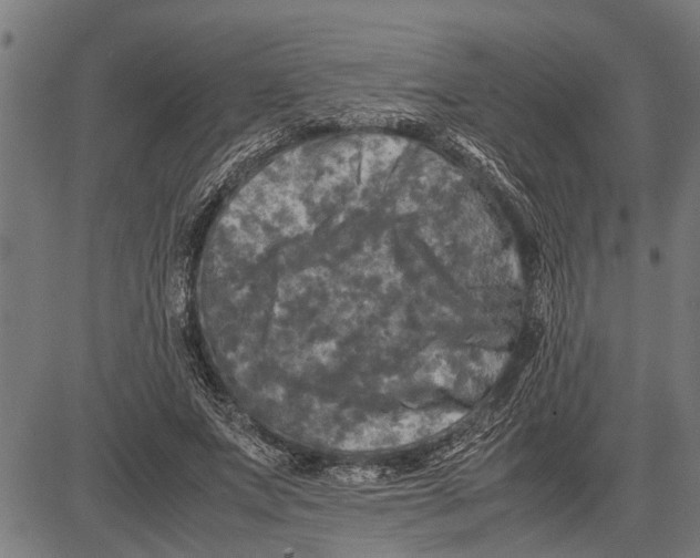 X0000081450687200702021743